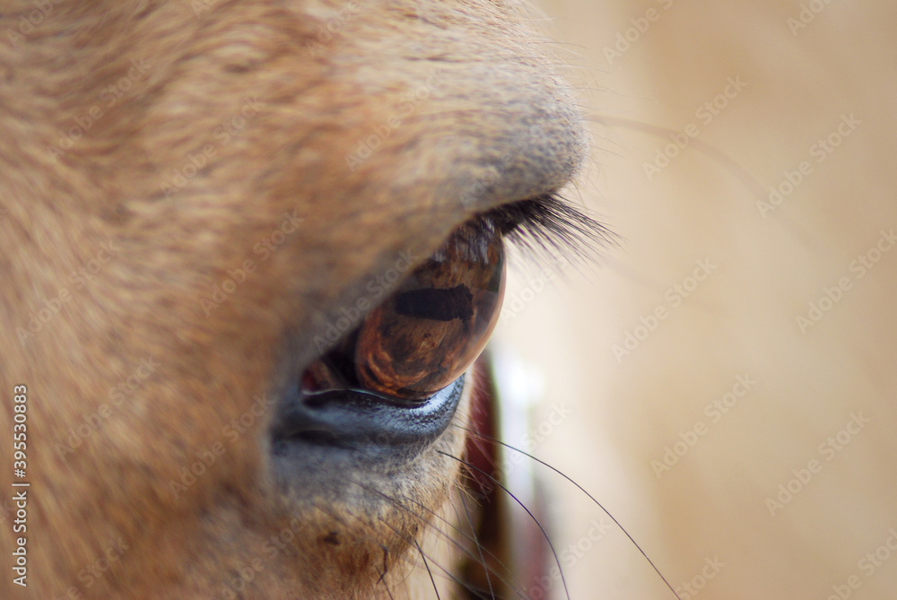 Close up of a horse eye
