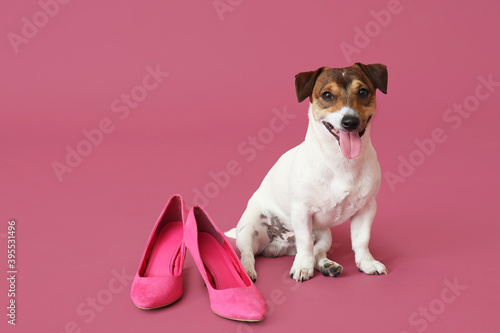 Funny naughty dog with shoes on color background