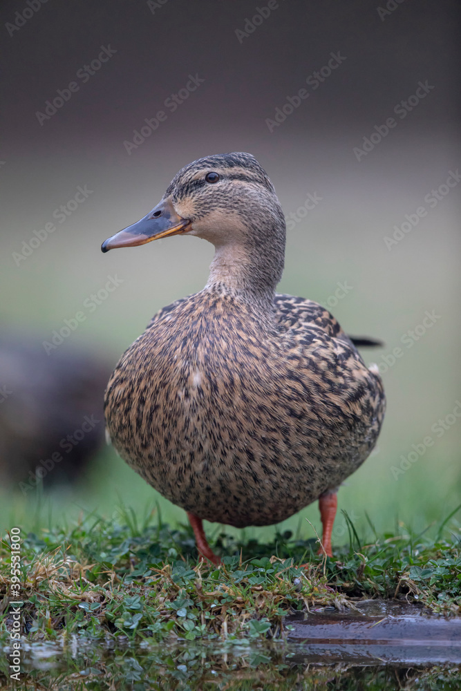 Fototapeta premium Canard colvert Anas platyrhynchos