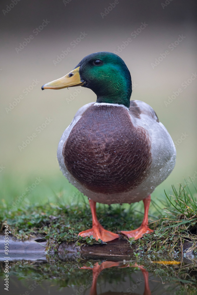 Fototapeta premium Canard colvert Anas platyrhynchos