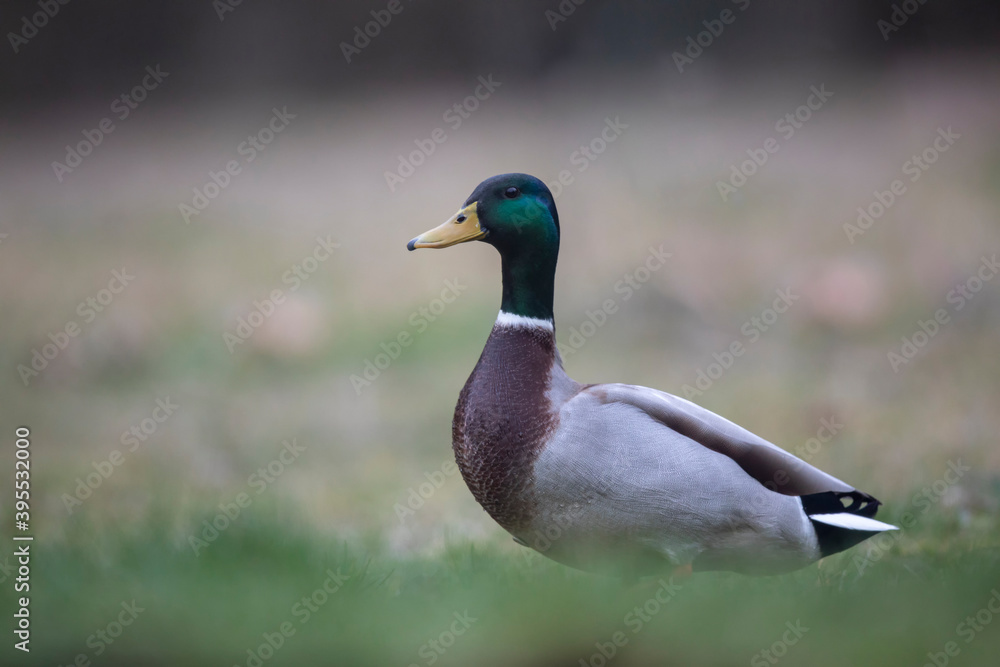 Fototapeta premium Canard colvert Anas platyrhynchos