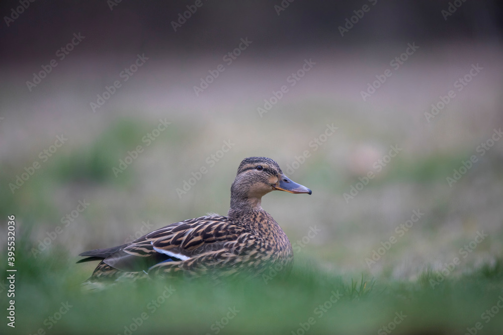 Canard colvert Anas platyrhynchos Canard colvert Anas platyrhynchos