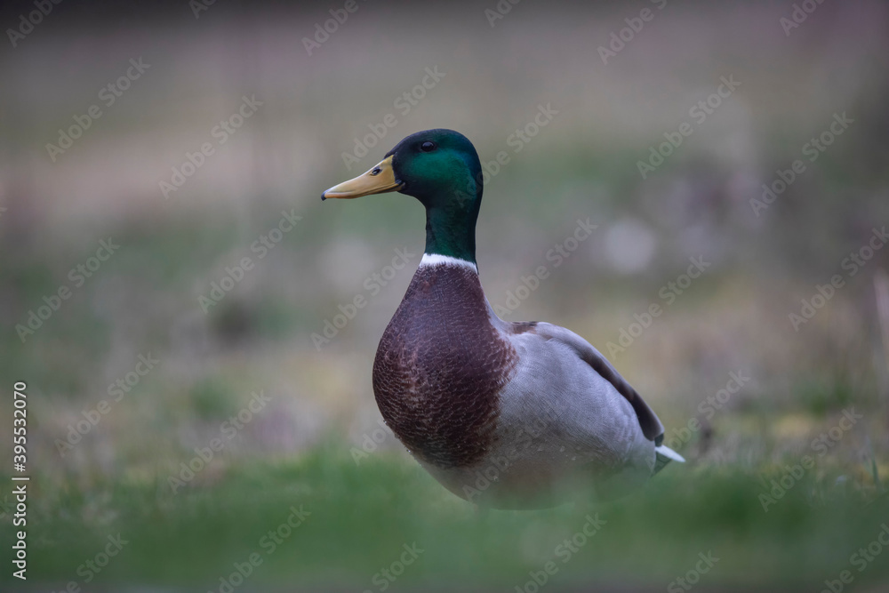 Canard colvert Anas platyrhynchos Canard colvert Anas platyrhynchos