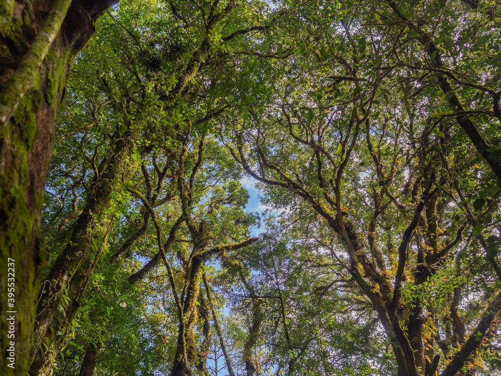 Obraz premium Forest in Kew Mae Pan nature trail at Doi Inthanon, Chiang Mai, Thailand. Famous tourist attractions of Thailand. Close-up of the tree with moss. Space for text