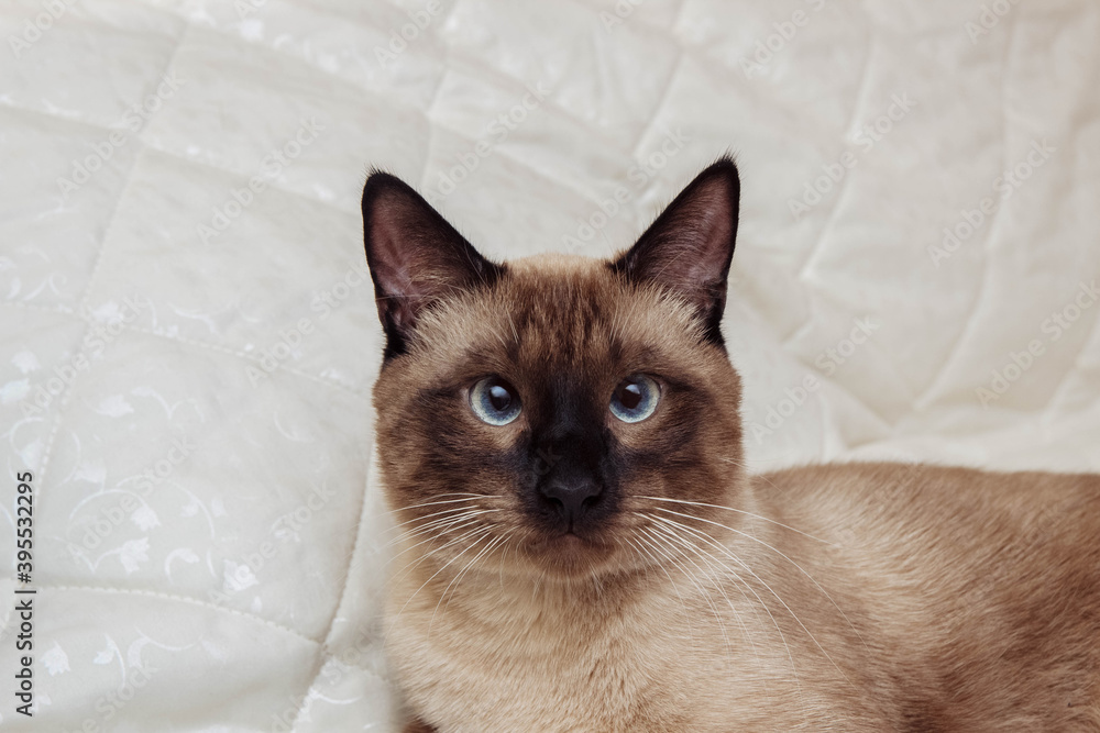 Close-up portrait of a brown Siamese cat with blue eyes on a white background, pet care concept, breed selection, treatment and veterinary care, greeting card with empty space for text