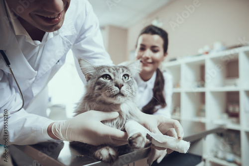 Male veterinarian bandaging cat paw at clinic. 