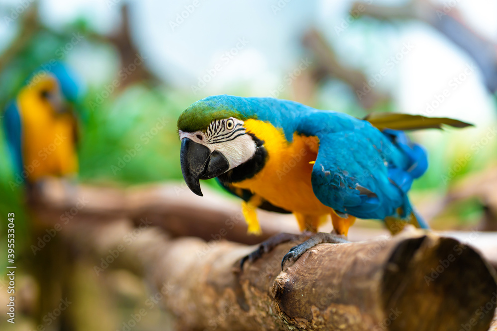Obraz premium Blue yellow parrot macaw sitting on branch