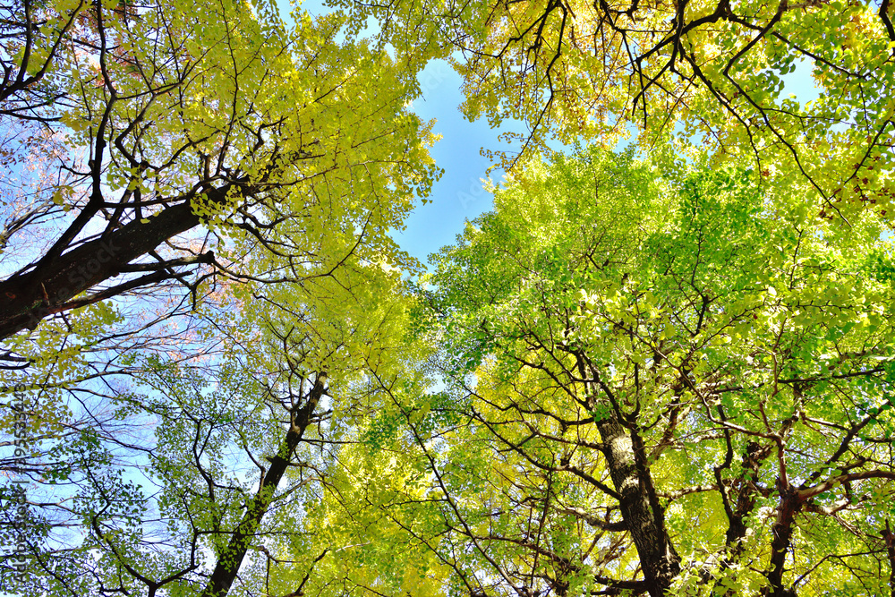 秋色の仙台市北三番町公園　いちょう