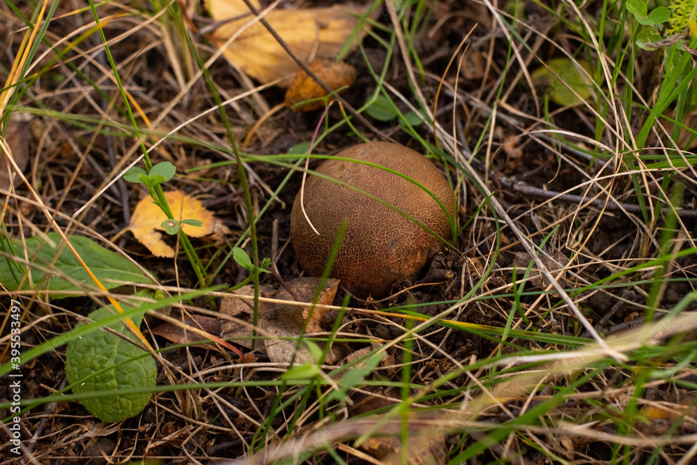 mushroom in the forest mushroom in the forest