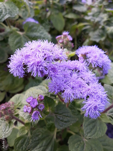 flowers in the garden