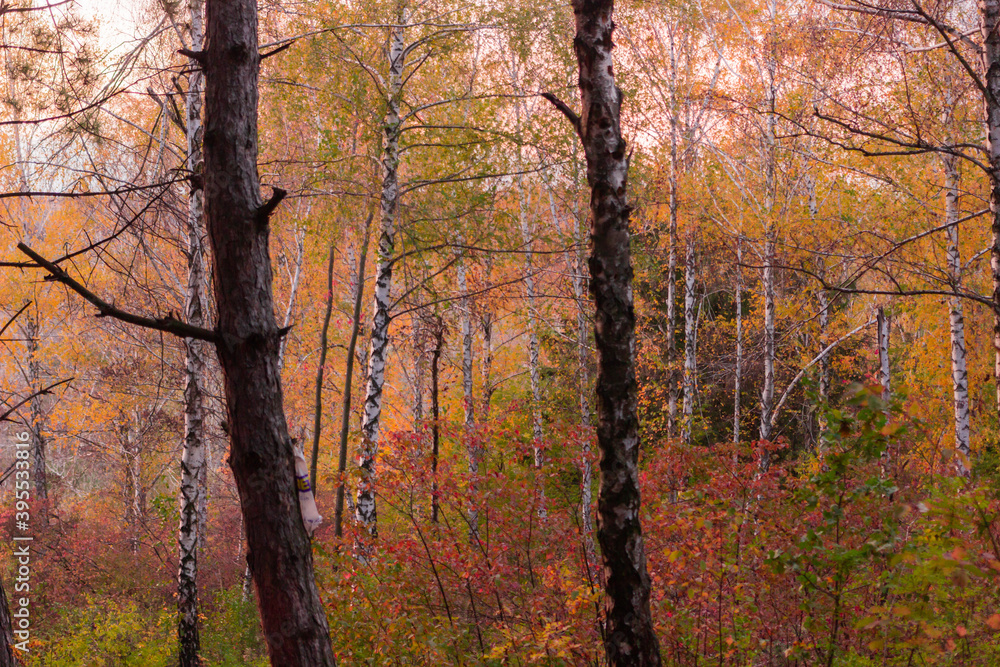 Fototapeta premium autumn in the forest