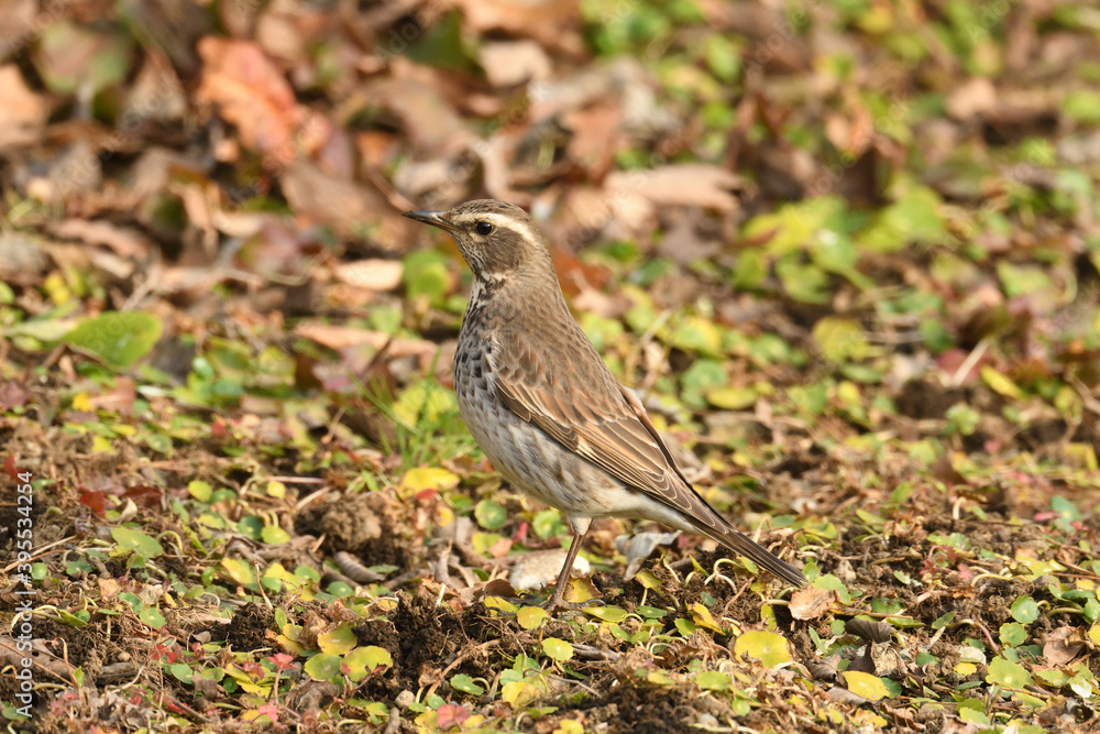 Dusky thrush (Turdus eunomus) looking for food. Dusky thrush (Turdus eunomus) looking for food.