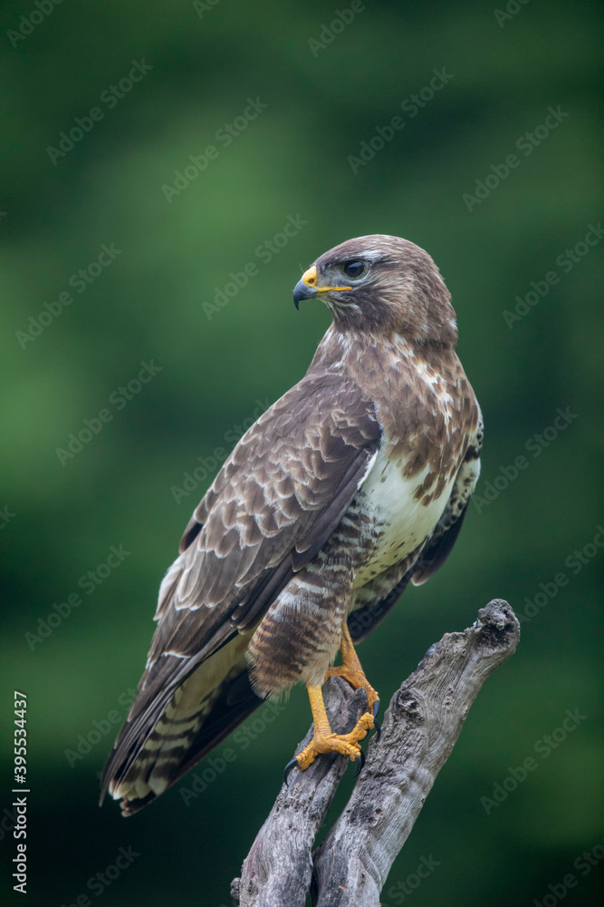 Buse variable Buteo buteo Buse variable Buteo buteo