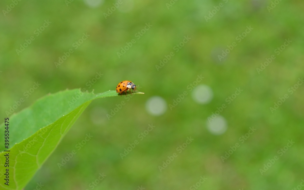 Fototapeta premium Coccinelle