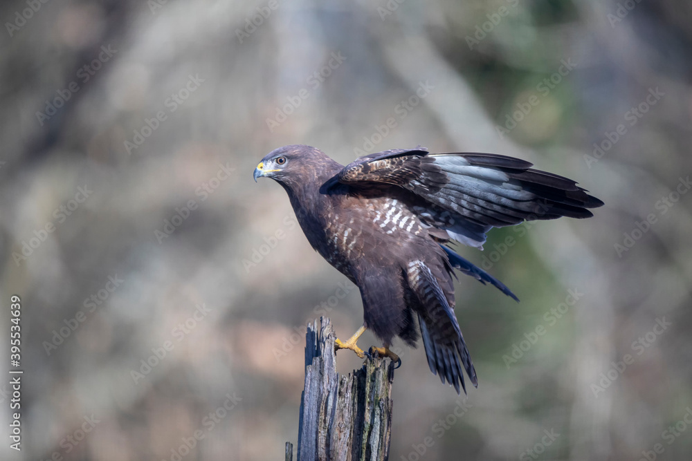 Naklejka premium Buse variable Buteo buteo