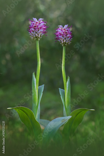 Orchis simia, commonly known as the monkey orchid, is a greyish pink to reddish showy species of the genus Orchis.