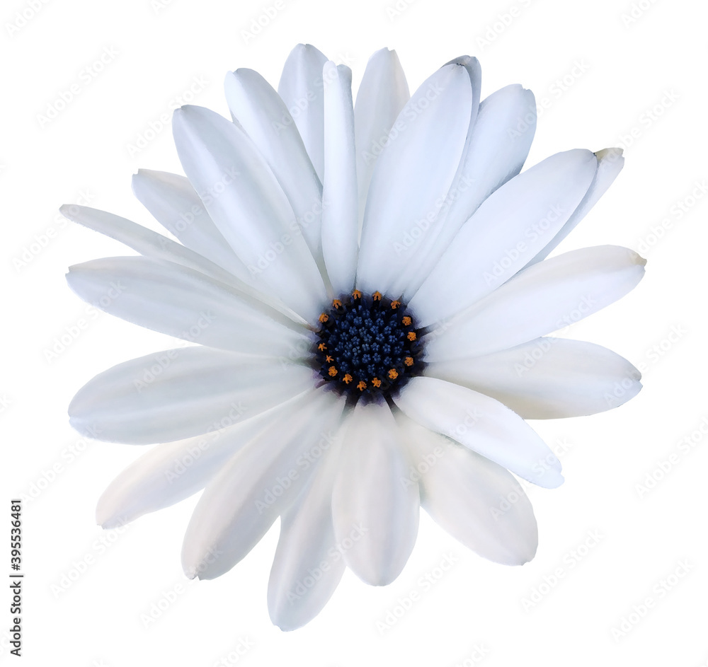 White  watercolor daisy. Flower on a white isolated background with clipping path.  For design.  Closeup.  Nature.