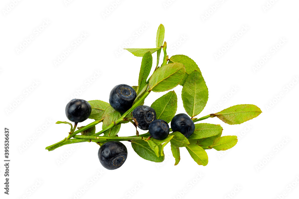 Forest blackberry isolated on white background. Forest blackberry isolated on white background.