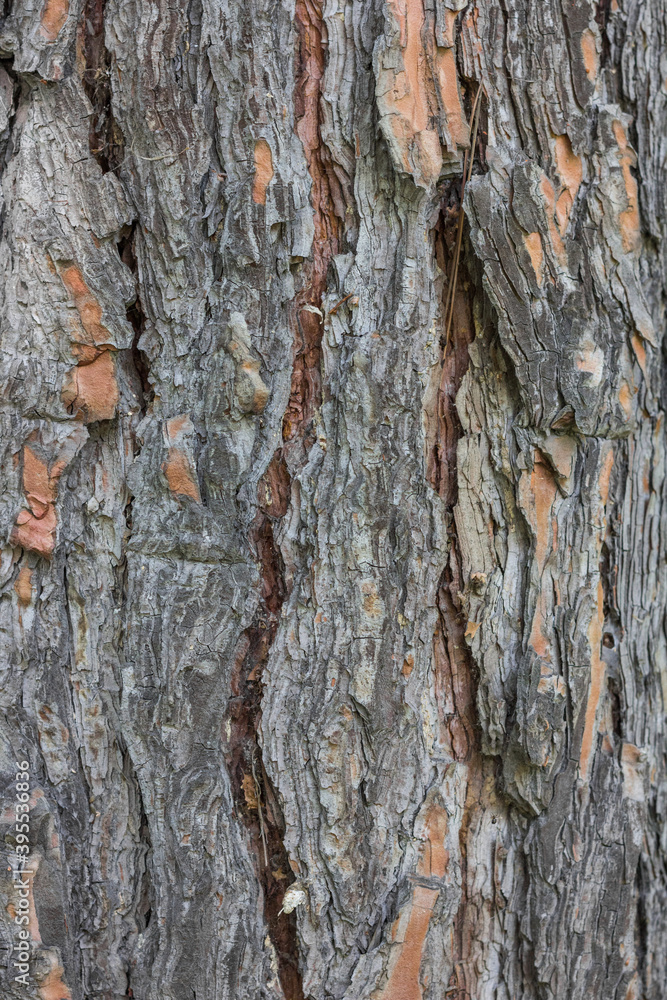 Obraz premium Textures. Things we usually don't notice.