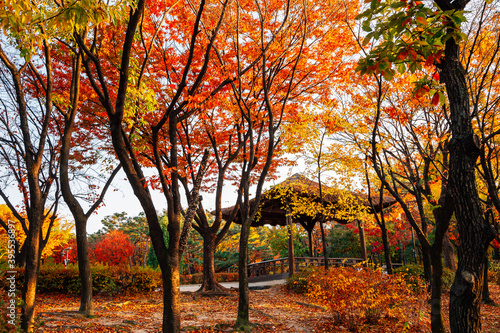 Namsangol park, Korean traditional pavilion with autumn maple forest in Seoul, Korea photo