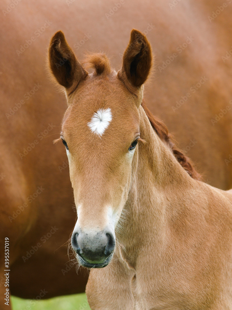 Fototapeta premium Suffolk Punch Foal
