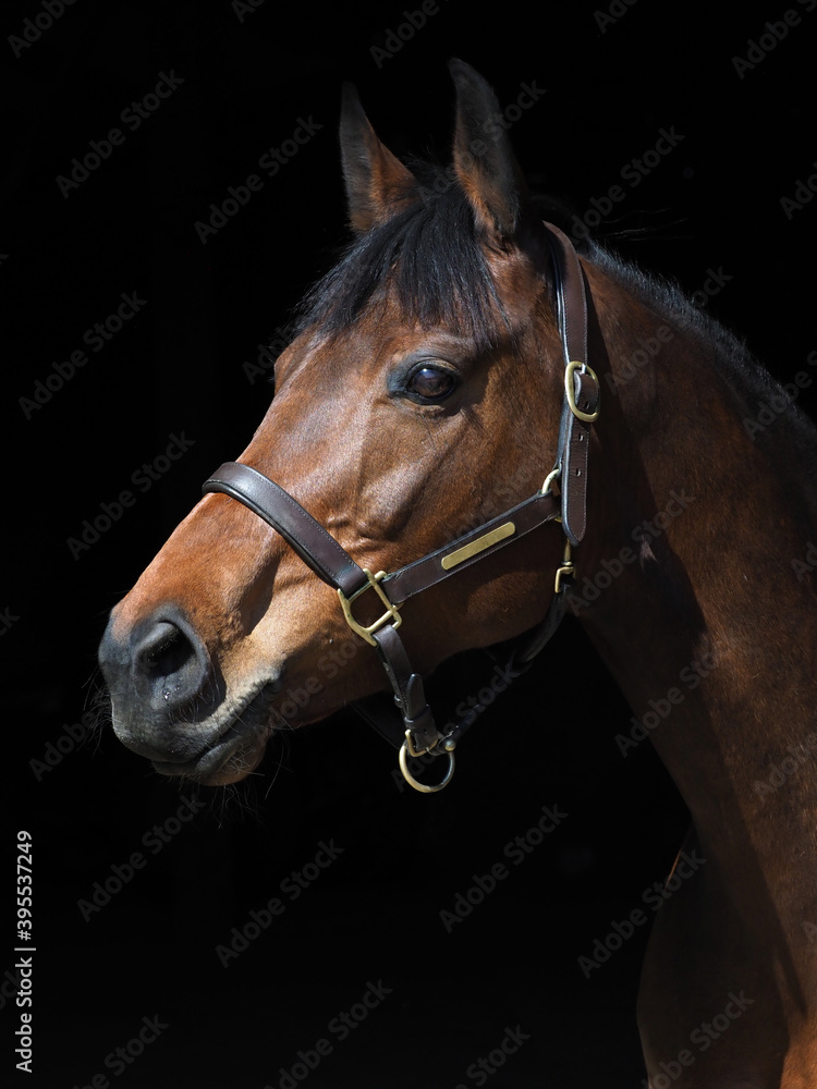 Pretty Bay Horse Pretty Bay Horse