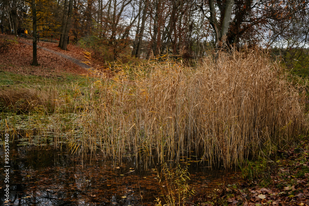 Beautiful garden pond with bunch of dry common reeds (Phragmites australis), Selective focused autumn landscape of a lake with colorful water plants, Loucen castle, Czech republic