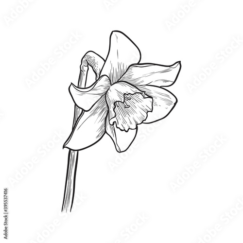 Daffodil flower isolated. Hand drawn vector illustration. photo