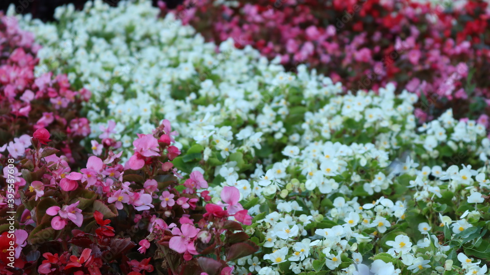 Fototapeta premium multicolored decorative floral background from flower plantings with even texture stripes in the structure of the park landscape