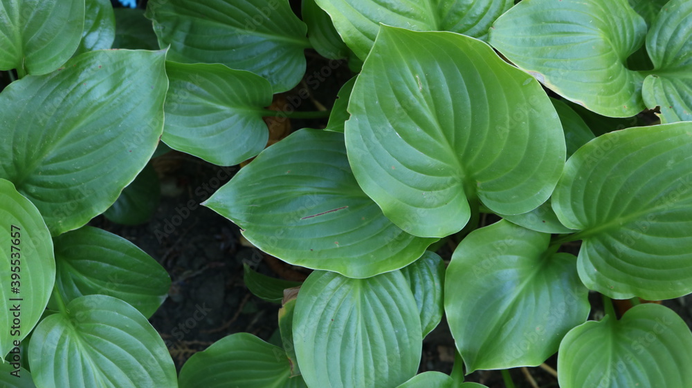 top view of the textured smooth juicy leaves of tropical hosta with beautiful veins on a green surface, a botanical plant backdrop symbolizing the purity of nature and the importance of ecology top view of the textured smooth juicy leaves of tropical hosta with beautiful veins on a green surface, a botanical plant backdrop symbolizing the purity of nature and the importance of ecology