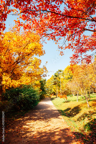 Canvas Print Seoul forest park, Autumn colorful trees road in Korea