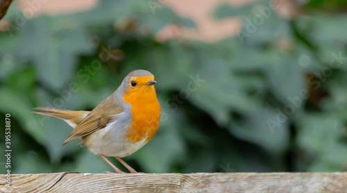 Closeup shot of European robin photo