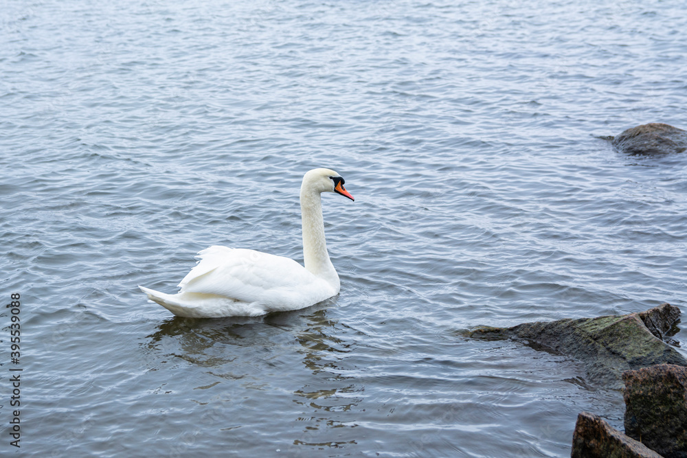 The mute swan (Cygnus olor) in the sea water, Seurasaari, Helsinki, Finland The mute swan (Cygnus olor) in the sea water, Seurasaari, Helsinki, Finland