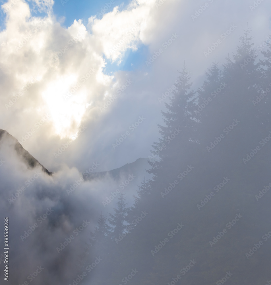 Fototapeta premium pine forest growth on the rocky mount slope in a dense clouds and fog