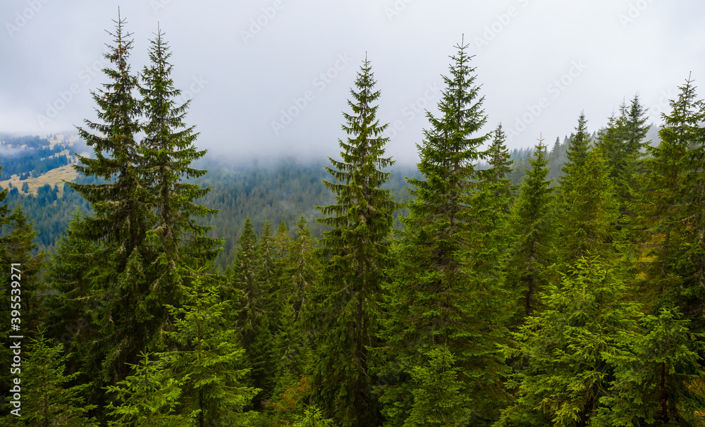 green fir forest in the mountain valley fith low dense clouds
