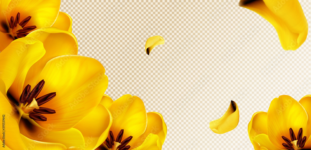 Fototapeta premium Yellow tulips, flying petals on transparent background with copy space for text. Vector template for spring poster or greeting card with realistic flower bouquet and yellow blossoms