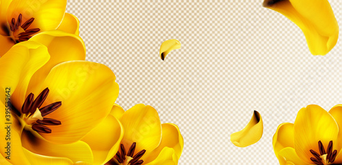 Yellow tulips, flying petals on transparent background with copy space for text. Vector template for spring poster or greeting card with realistic flower bouquet and yellow blossoms