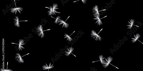 Isolated Dandelions Stock Image In Black Background © VFX GUY