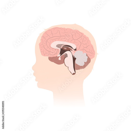 Inner brain. Child, infant head silhouette. Vector medical illustration.