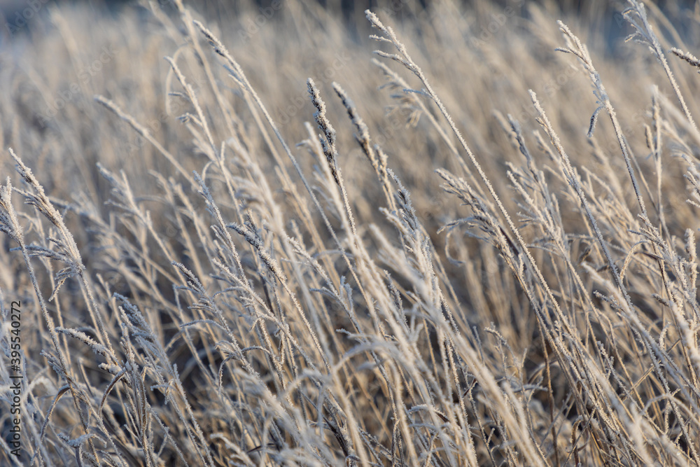 White sparkling frost of ice adorns the branches of dry grass in winter during sunrise in Siberia, Russia White sparkling frost of ice adorns the branches of dry grass in winter during sunrise in Siberia, Russia
