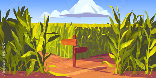 Green maize plants and sandy road between corn fields, wooden post with arrows and traffic signs. Farm agricultural landscape, natural scene cartoon vector illustration.