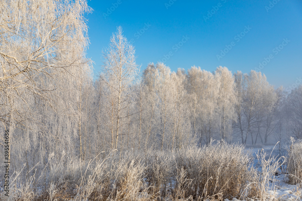Birch trees are covered with hoarfrost and snow against a blue sky. Winter frosty landscape in Siberia, Russia Birch trees are covered with hoarfrost and snow against a blue sky. Winter frosty landscape in Siberia, Russia