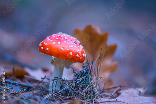 closeup red fly-agaric mushroom in a forest, beautiful outdoor background