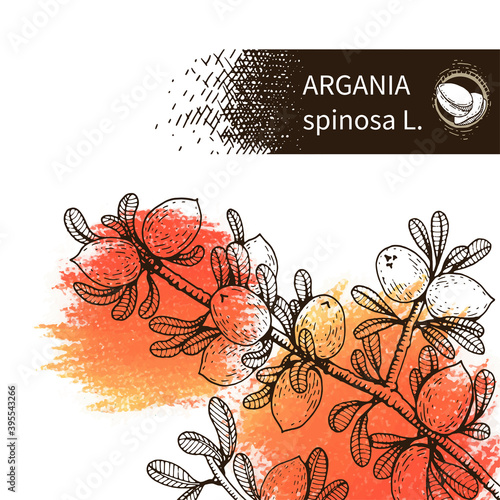 Background with branch argan tree with fruits. Detailed hand-drawn sketches, vector botanical illustration.