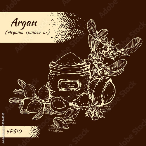 Composition with branch argan tree with fruits, nuts argans, leaves, flower argans and and accessories Detailed hand-drawn sketches, vector botanical illustration.