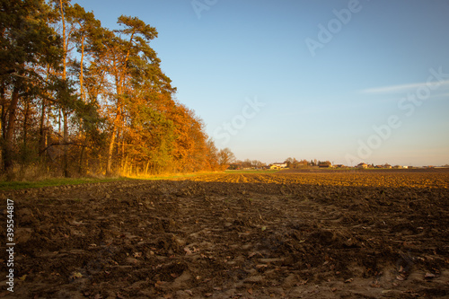 Autumn sunset over deciduous forest and field