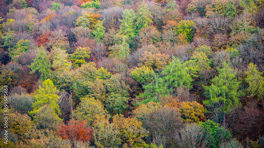 colorful autumn trees, full frame, background