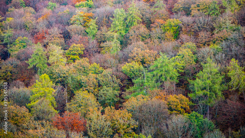 colorful autumn trees, full frame, background