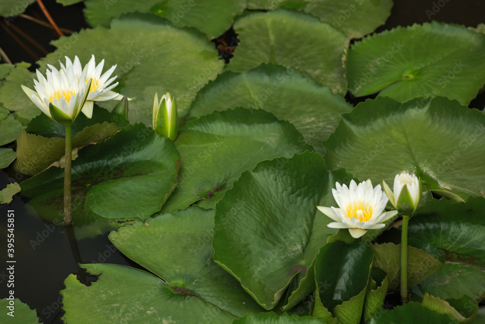 Blooming lotus flower or water lily flower with green leaf in pond Blooming lotus flower or water lily flower with green leaf in pond