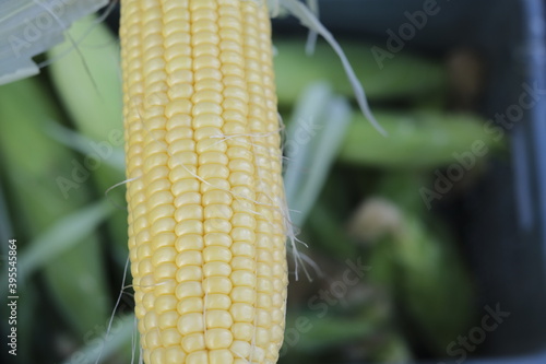 Ripe corn and grain, corncobs with tassel and leaves, Fresh green corn cobs, Corn as a concept of a vegan food, 11